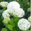 Гортензия древовидная Bounty (Баунти) Гортензия древовидная Bounty (Баунти)