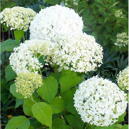 Гортензия древовидная Bounty (Баунти) Гортензия древовидная Bounty (Баунти)