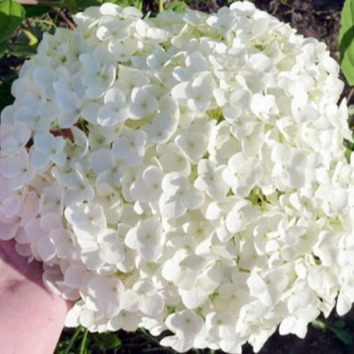 Гортензия древовидная Bounty (Баунти) Гортензия древовидная Bounty (Баунти)