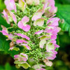 Гортензия дуболистная Applause (Эпплауз) Гортензия дуболистная Applause (Эпплауз)