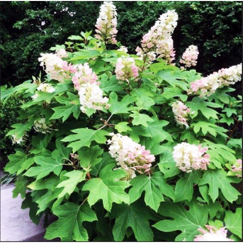 Гортензия дуболистная Applause (Эпплауз) Гортензия дуболистная Applause (Эпплауз)