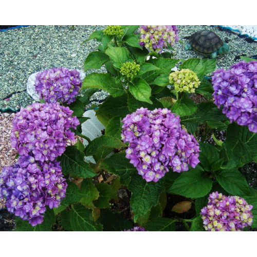 Гортензия крупнолистная You and Me Together Гортензия крупнолистная You and Me Together