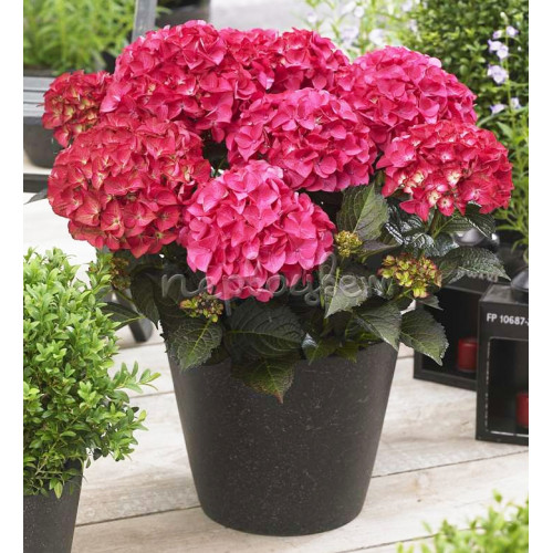 Гортензия крупнолистная Dark Angel Гортензия крупнолистная Dark Angel