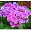 Гортензия крупнолистная You and Me Together Гортензия крупнолистная You and Me Together