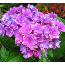 Гортензия крупнолистная You and Me Together