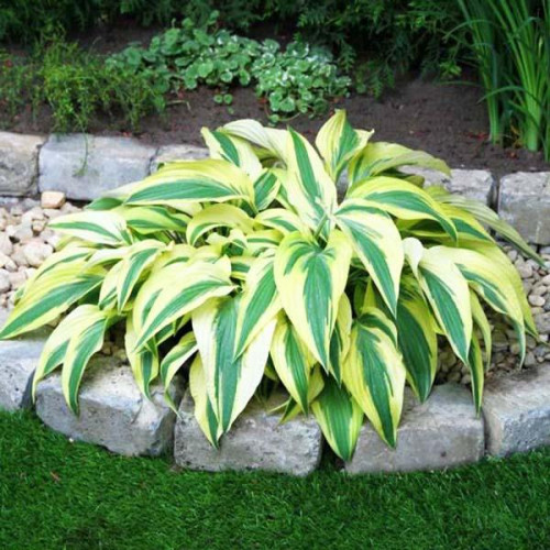 Хоста гибридная Lakeside Dragonfly (Лейксайд Дрэгонфлай) М Хоста гибридная Lakeside Dragonfly (Лейксайд Дрэгонфлай) М