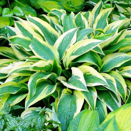 Хоста гибридная Lakeside Dragonfly (Лейксайд Дрэгонфлай) М Хоста гибридная Lakeside Dragonfly (Лейксайд Дрэгонфлай) М