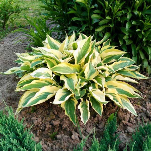 Хоста гибридная Lakeside Dragonfly (Лейксайд Дрэгонфлай) М Хоста гибридная Lakeside Dragonfly (Лейксайд Дрэгонфлай) М