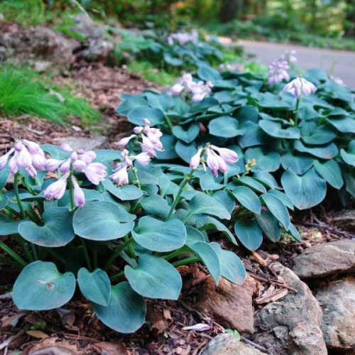 Хоста гибридная Blue Mouse Ears (Блу Маус Иэрс) S Хоста гибридная Blue Mouse Ears (Блу Маус Иэрс) S