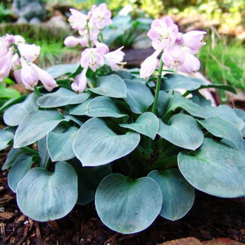 Хоста гибридная Blue Mouse Ears (Блу Маус Иэрс) S Хоста гибридная Blue Mouse Ears (Блу Маус Иэрс) S