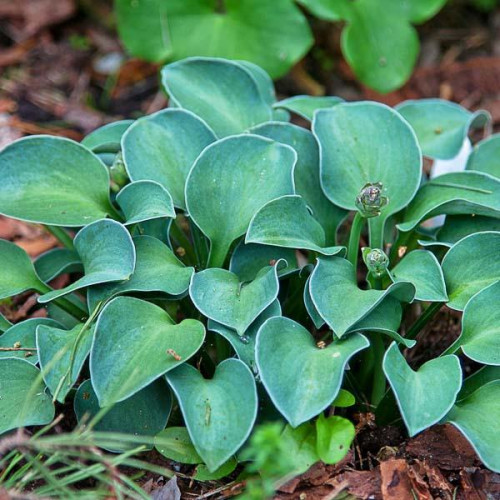 Хоста гибридная Blue Mouse Ears (Блу Маус Иэрс) S Хоста гибридная Blue Mouse Ears (Блу Маус Иэрс) S