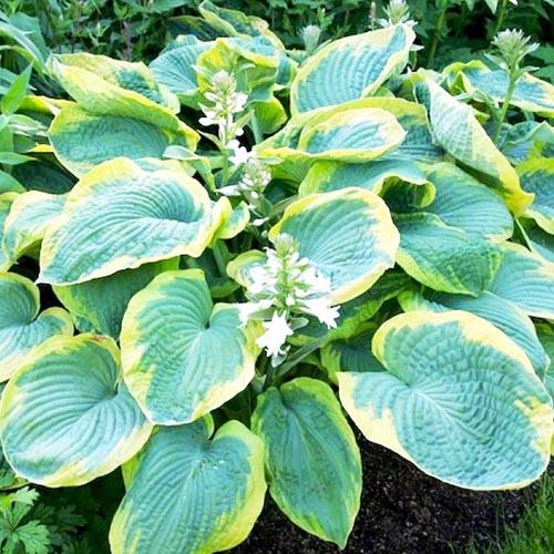 Хоста зибольда Frances Williams (Франсес Вильямс) L Хоста зибольда Frances Williams (Франсес Вильямс) L