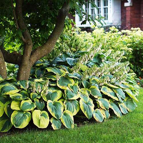 Хоста зибольда Frances Williams (Франсес Вильямс) L Хоста зибольда Frances Williams (Франсес Вильямс) L