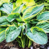 Хоста зибольда Frances Williams (Франсес Вильямс) L Хоста зибольда Frances Williams (Франсес Вильямс) L