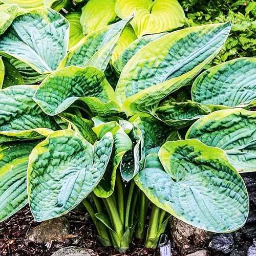 Хоста зибольда Frances Williams (Франсес Вильямс) L Хоста зибольда Frances Williams (Франсес Вильямс) L