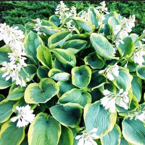 Хоста зибольда Frances Williams (Франсес Вильямс) L Хоста зибольда Frances Williams (Франсес Вильямс) L