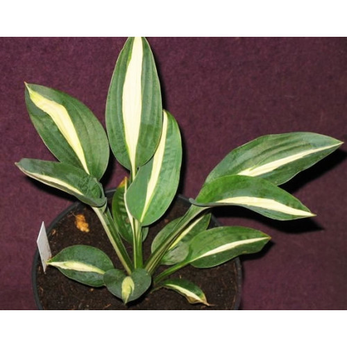 Хоста Pin-up (Пин-ап) М Хоста Pin-up (Пин-ап) М