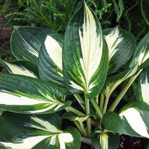 Хоста Cliffords Stingray (Клиффордс Стингрей) М Хоста Cliffords Stingray (Клиффордс Стингрей) М