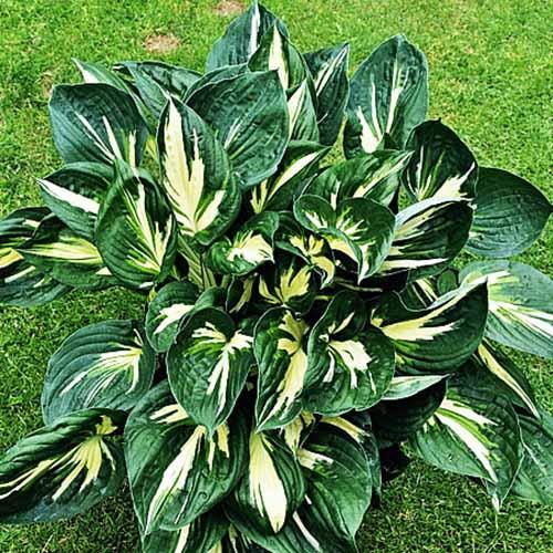 Хоста Cliffords Stingray (Клиффордс Стингрей) М Хоста Cliffords Stingray (Клиффордс Стингрей) М