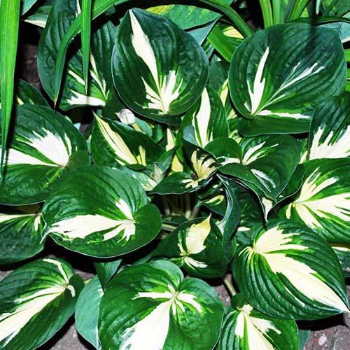 Хоста Cliffords Stingray (Клиффордс Стингрей) М Хоста Cliffords Stingray (Клиффордс Стингрей) М