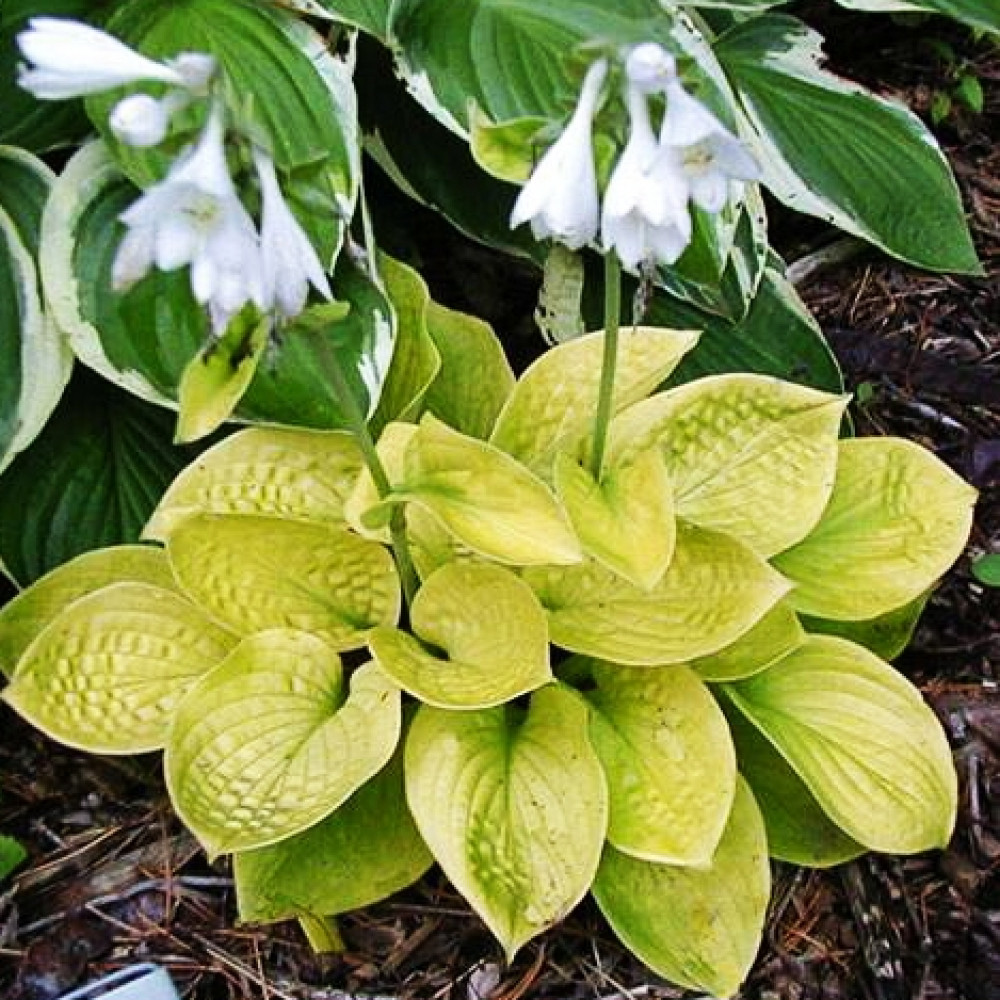 Хоста Maui Buttercups (Мауи Баттеркапс) S купить саженцы почтой из ...