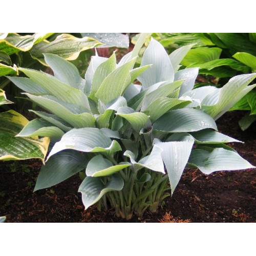 Хоста October Sky (Октобер Скай) М Хоста October Sky (Октобер Скай) М