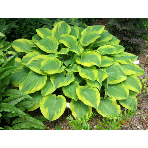 Хоста Climax (Клаймакс) L Хоста Climax (Клаймакс) L