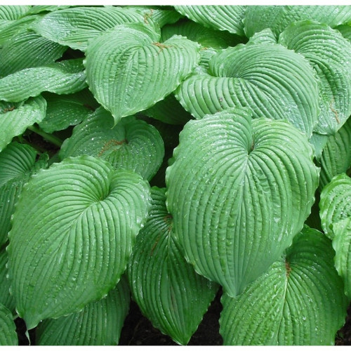 Хоста Niagara Falls (Ниагара Фолс) XL Хоста Niagara Falls (Ниагара Фолс) XL