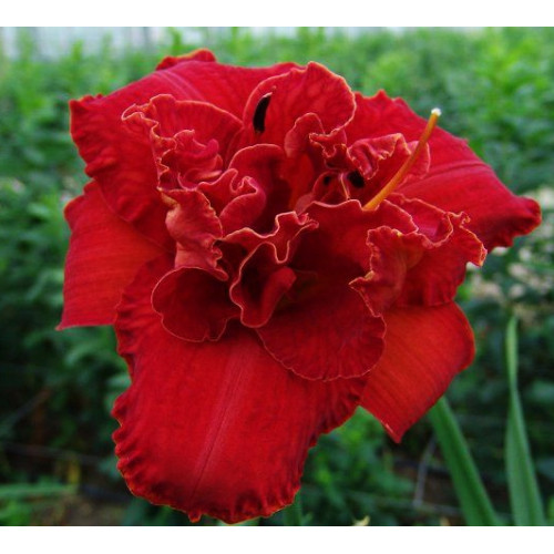 Лилейник Moses Fire (Мозес Фаер) Лилейник Moses Fire (Мозес Фаер)