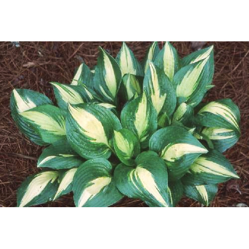 Хоста American Sweetheart (Американ Свитхарт) М Хоста American Sweetheart (Американ Свитхарт) М