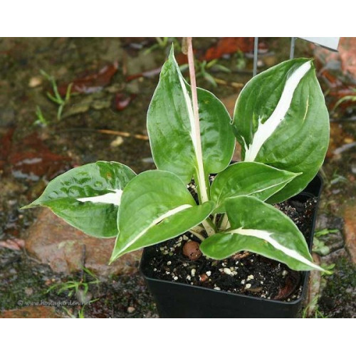 Хоста Woop Woop (Вуп Вуп) М Хоста Woop Woop (Вуп Вуп) М