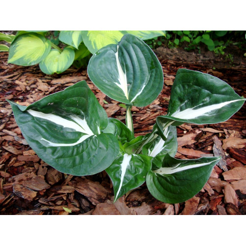 Хоста Woop Woop (Вуп Вуп) М Хоста Woop Woop (Вуп Вуп) М