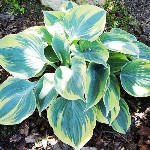 Хоста гибридная Aristocrat (Аристократ) М Хоста гибридная Aristocrat (Аристократ) М