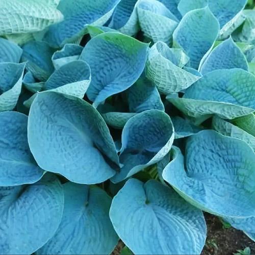 Хоста Love Pat (Лав Пэт) L Хоста Love Pat (Лав Пэт) L