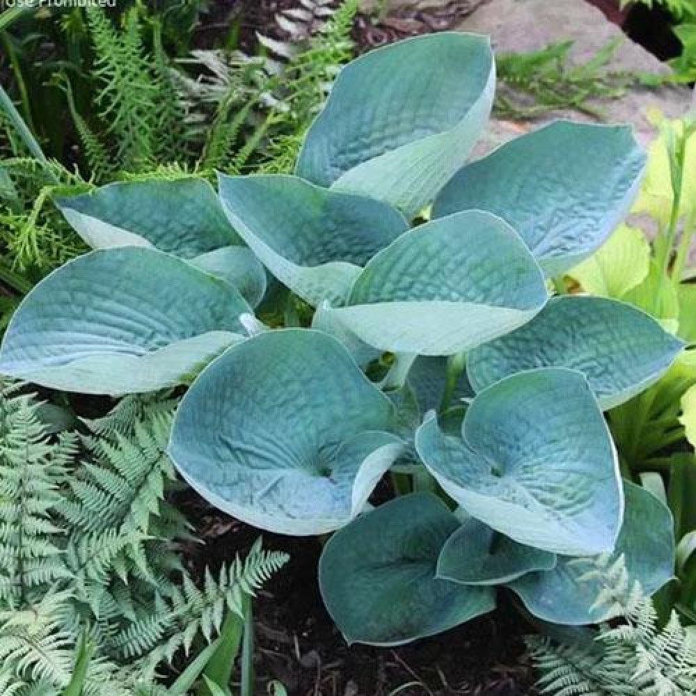 Хоста лав пэт - hosta love pat. Хоста гибридная лав пэт. Лав хост. Хоста гибридная "love pat". Хоста гибридная "love pat".