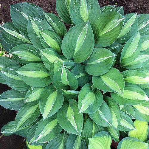 Хоста Striptease (Стриптиз) М Хоста Striptease (Стриптиз) М