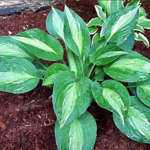 Хоста Striptease (Стриптиз) М Хоста Striptease (Стриптиз) М