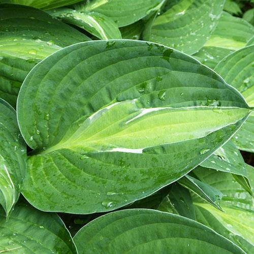 Хоста Striptease (Стриптиз) М Хоста Striptease (Стриптиз) М