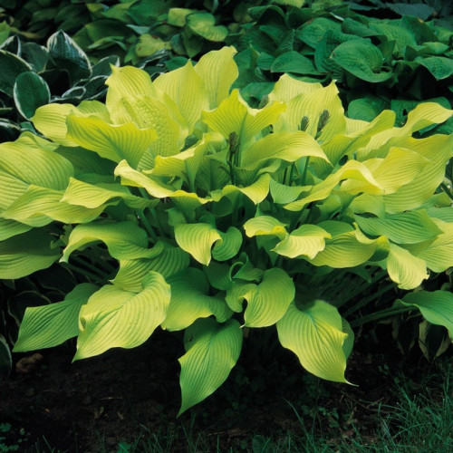 Хоста Sun Power (Сан Пауэр) М Хоста Sun Power (Сан Пауэр) М