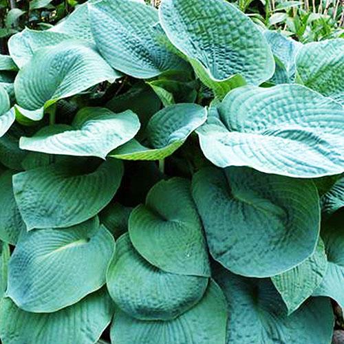 Хоста гибридная Big Daddy (Биг Дэдди) L Хоста гибридная Big Daddy (Биг Дэдди) L