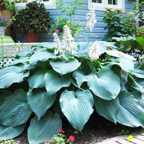 Хоста гибридная Big Daddy (Биг Дэдди) L Хоста гибридная Big Daddy (Биг Дэдди) L