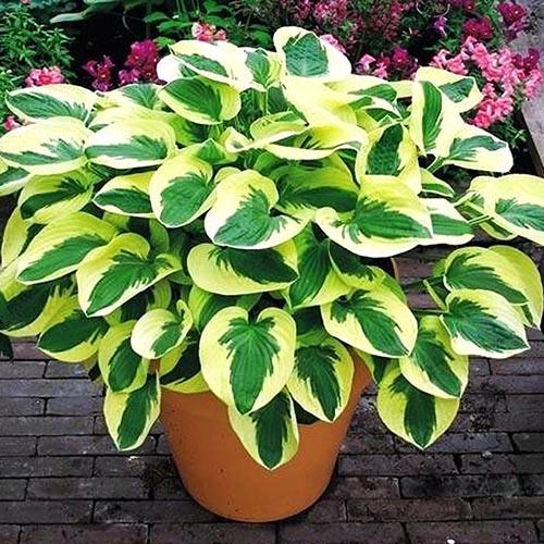 Хоста Brim Cup (Брим Кап) М Хоста Brim Cup (Брим Кап) М