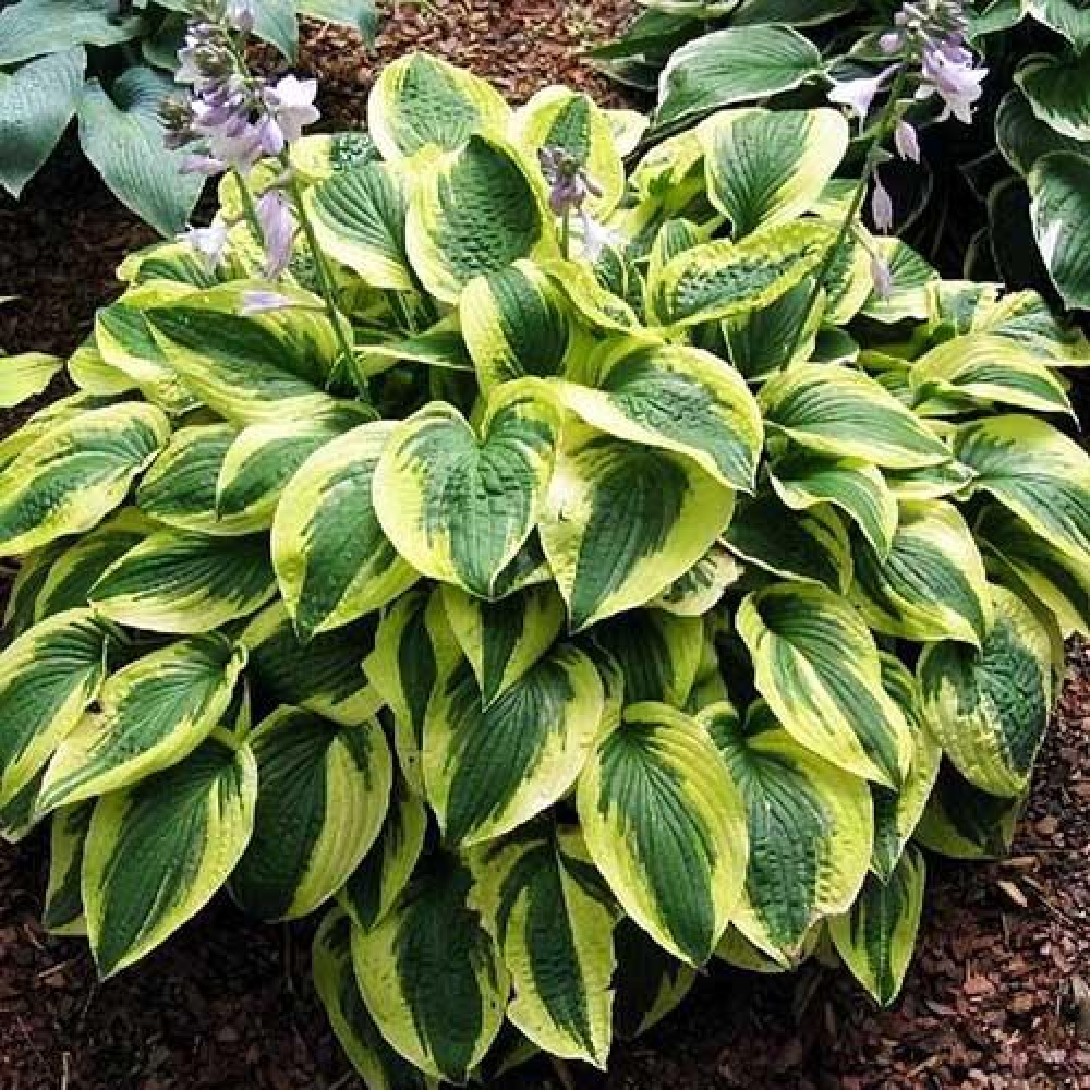 хоста брим кап