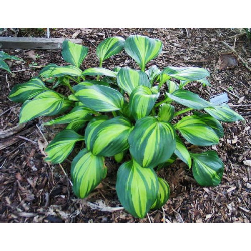 Хоста Rainbows End (Рэйнбоус Энд) S Хоста Rainbows End (Рэйнбоус Энд) S