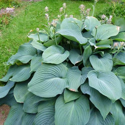 Хоста гибридная T Rex (Ти Рэкс) XL Хоста гибридная T Rex (Ти Рэкс) XL