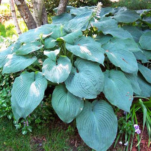 Хоста гибридная T Rex (Ти Рэкс) XL Хоста гибридная T Rex (Ти Рэкс) XL