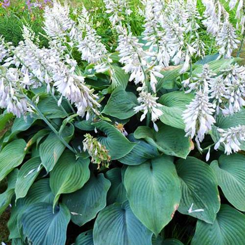 Хоста гибридная T Rex (Ти Рэкс) XL Хоста гибридная T Rex (Ти Рэкс) XL