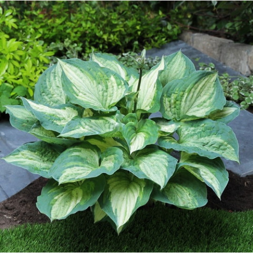 Хоста Ghost Spirit (Гост Спирит) М Хоста Ghost Spirit (Гост Спирит) М