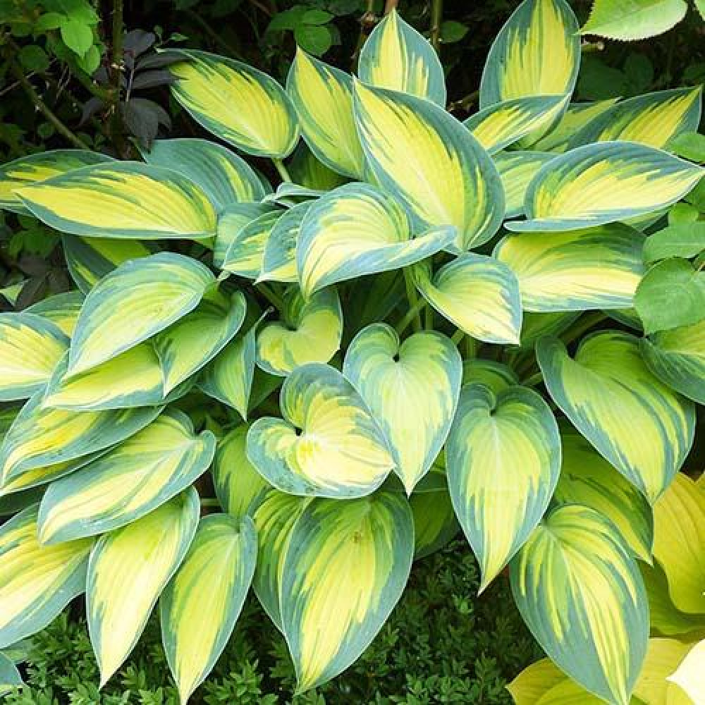 хоста джун февер. хост июнь. хост июнь. хоста июнь june. хост июнь.