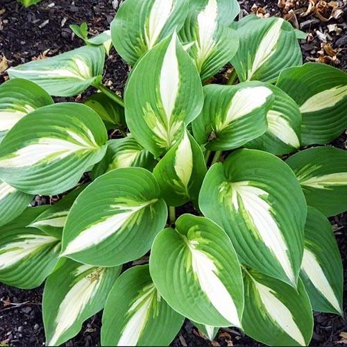 Хоста Ann Kulpa (Анна Кульпа) М Хоста Ann Kulpa (Анна Кульпа) М